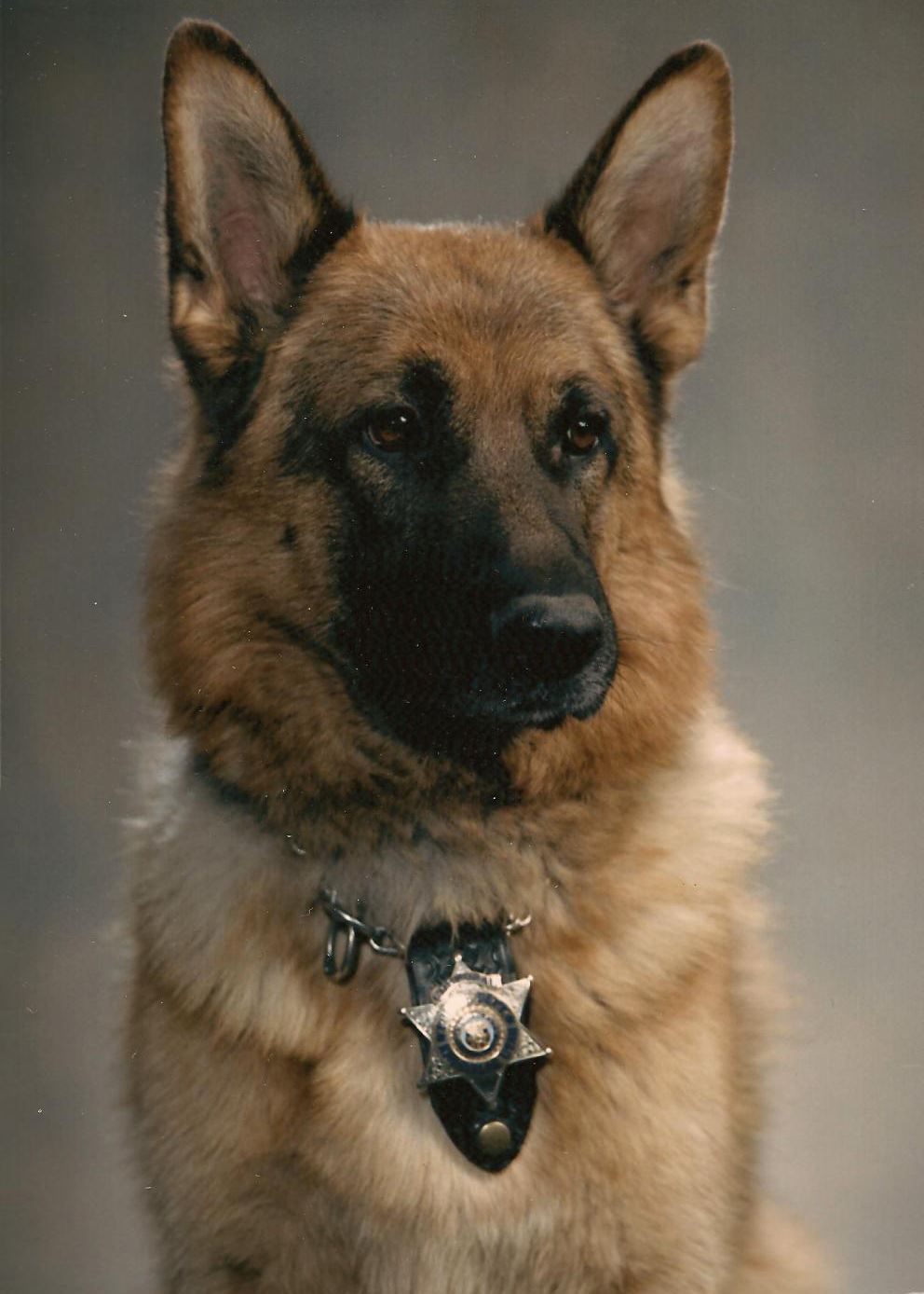 K-9 Rex I